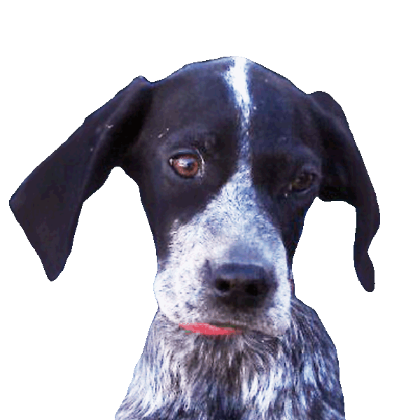 Kuschelhund Plüsch-Winni